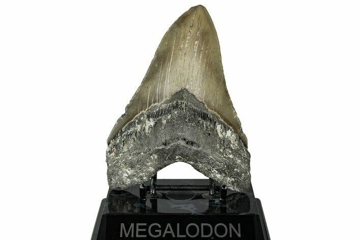 Serrated, Fossil Megalodon Tooth - North Carolina #328408